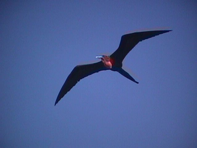 Frigate Bird in Flight Small Balloon